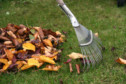 Raking leaves