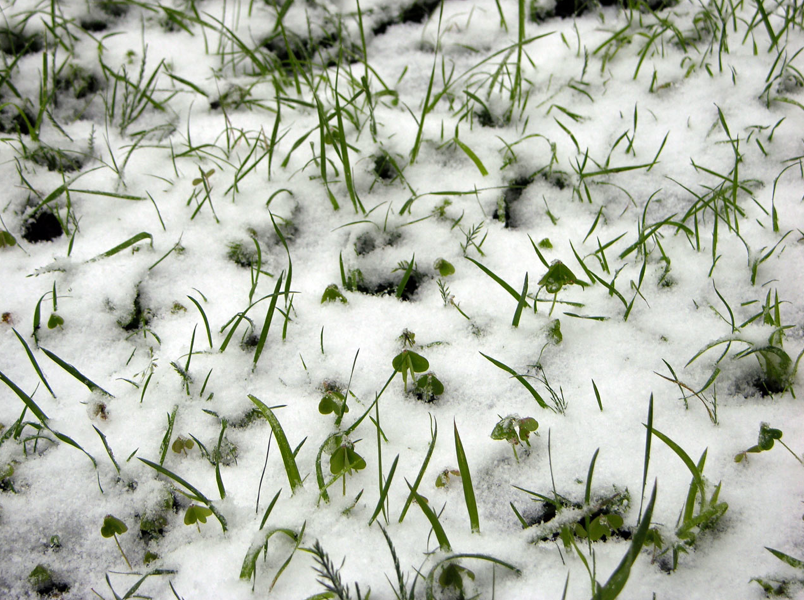 Snowy Lawn