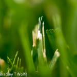 Grass Tips