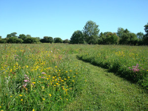 Wildflower Meadow