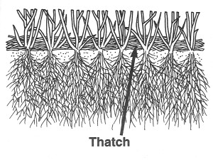 thatch