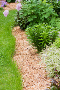 Edge of Perennial Flower Garden with Wood Chip Mulch